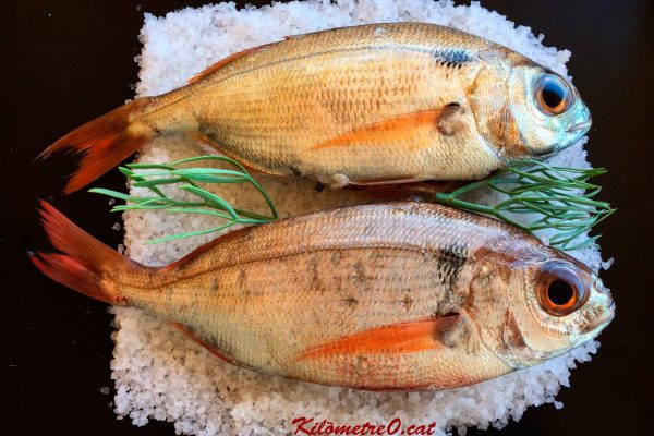 Calet a la sal amb fonoll marí