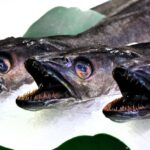 Brussel·les presenta la Visió 2040 per a la pesca i l’aqüicultura, amb el finançament com a qüestió clau