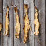 Peix madurat: noves possibilitats gastronòmiques que recuperen el valor de l’ofici