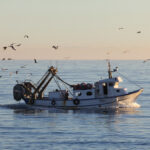 Roses acollirà una trobada internacional per impulsar l’aprofitament dels productes del mar